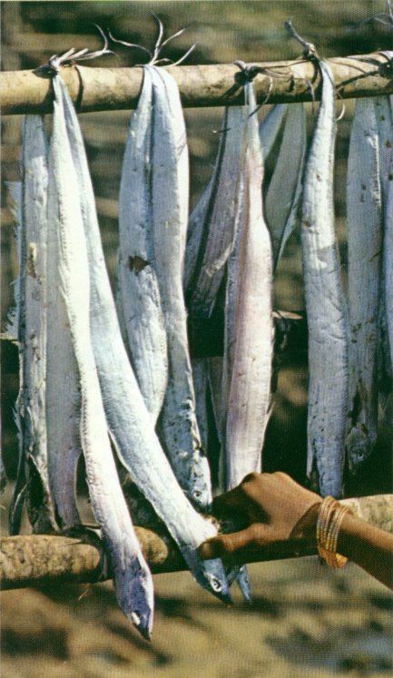 A picture of drying fish 